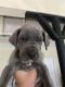 Great Dane Puppies for sale in Covington, GA, USA. price: NA