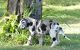 Great Dane Puppies for sale in Washington, DC, USA. price: NA