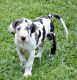 Great Dane Puppies for sale in Council Bluffs, IA, USA. price: NA