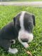 Great Dane Puppies for sale in Houston, TX 77044, USA. price: $1,000