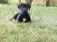 Great Dane Puppies for sale in Racine, WI, USA. price: NA
