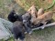 Great Dane Puppies for sale in Lisbon, ND 58054, USA. price: NA