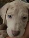 Great Dane Puppies for sale in Fredericksburg, VA 22401, USA. price: $800