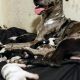 Great Dane Puppies for sale in Sweet Home, OR, USA. price: $500