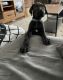 Great Dane Puppies for sale in Mesa, AZ, USA. price: $1,100