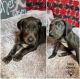 Great Dane Puppies for sale in Lufkin, TX 75901, USA. price: NA