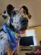 Great Dane Puppies for sale in West Monroe, LA, USA. price: $800