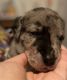 Great Dane Puppies for sale in Markesan, WI 53946, USA. price: $1,000