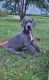 Great Dane Puppies for sale in Franksville, Caledonia, WI, USA. price: NA