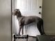 Great Dane Puppies for sale in Allentown, PA, USA. price: $800