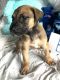 Great Dane Puppies for sale in 2076 Co Rd 230, Clanton, AL 35045, USA. price: $650