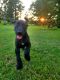 Great Dane Puppies for sale in Carthage, NC, USA. price: $1,500