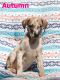 Great Dane Puppies for sale in Davison, MI 48423, USA. price: $500