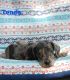 Great Dane Puppies for sale in Flint, MI, USA. price: $700