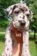 Great Dane Puppies for sale in Fairview, PA, USA. price: NA
