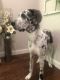 Great Dane Puppies for sale in LOS RANCHOS DE ABQ, NM 87114, USA. price: NA