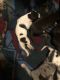 Great Dane Puppies for sale in Pahrump, NV, USA. price: $3,000