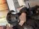 Great Dane Puppies for sale in Carthage, TN 37030, USA. price: $450