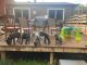 Great Dane Puppies for sale in Bowling Green, KY, USA. price: NA