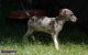 Great Dane Puppies for sale in Flint, MI, USA. price: NA