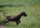 Great Dane Puppies for sale in Flint, MI, USA. price: $350