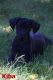 Great Dane Puppies for sale in Flint, MI, USA. price: NA