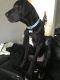 Great Dane Puppies for sale in Baltimore, MD, USA. price: $500