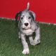 Great Dane Puppies for sale in 3720 N Tryon St, Charlotte, NC 28206, USA. price: NA