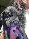 Great Dane Puppies for sale in Elizabeth, CO 80107, USA. price: NA