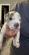 Great Dane Puppies for sale in Lindsay, CA 93247, USA. price: $1,300