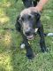 Great Dane Puppies for sale in NW POINT, MO 64473, USA. price: NA
