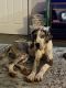 Great Dane Puppies for sale in Maryland Heights, MO 63043, USA. price: NA