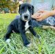Great Dane Puppies for sale in Halfway, MO 65663, USA. price: NA