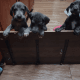 Great Dane Puppies for sale in Indianapolis, IN 46254, USA. price: $500