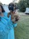 Great Dane Puppies for sale in Hudson, NC, USA. price: NA