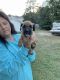 Great Dane Puppies for sale in Hudson, NC, USA. price: NA