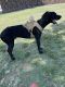 Great Dane Puppies for sale in Phoenix, AZ, USA. price: NA
