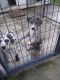 Great Dane Puppies for sale in London, KY, USA. price: NA