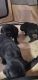 Great Dane Puppies for sale in 14 32nd St W, Billings, MT 59102, USA. price: NA