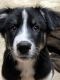 Great Dane Puppies for sale in Tacoma, WA 98499, USA. price: NA