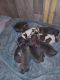 Great Dane Puppies for sale in Bay Shore, NY, USA. price: NA