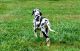 Great Dane Puppies for sale in LAUREL PARK, WV 26301, USA. price: $950