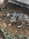 Great Dane Puppies for sale in Shelby, NC, USA. price: $400