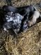 Great Dane Puppies for sale in Effingham, IL 62401, USA. price: $500
