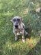 Great Dane Puppies for sale in Tecumseh, MI 49286, USA. price: NA