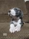 Great Dane Puppies for sale in Chickamauga, GA 30707, USA. price: NA