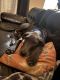 Great Dane Puppies for sale in 104 S Olive St, Nampa, ID 83686, USA. price: NA
