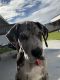 Great Dane Puppies for sale in Othello, WA 99344, USA. price: $2,800