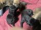 Great Dane Puppies for sale in Keizer, OR, USA. price: $900