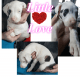 Great Dane Puppies for sale in Andalusia, AL, USA. price: $300